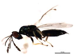 Eulophinae resmi