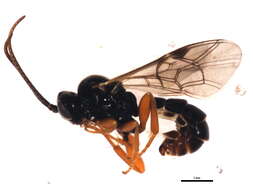 Image of Erromenus punctulatus Holmgren 1857