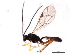 Image of Plectiscidea