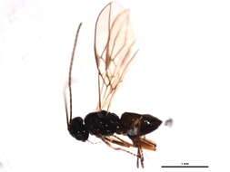 Image of Phaenocarpa