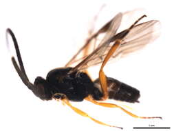 Image of Microplitis