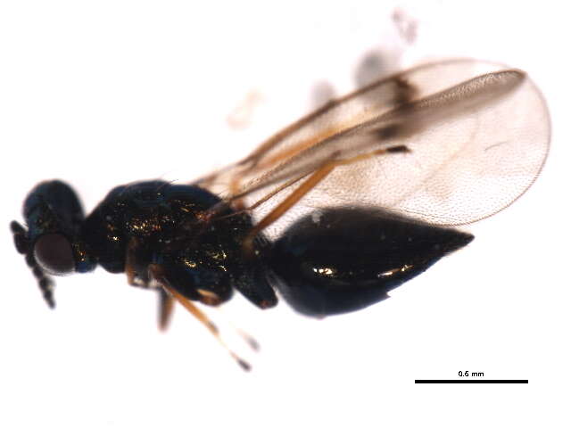 Image of Entedoninae