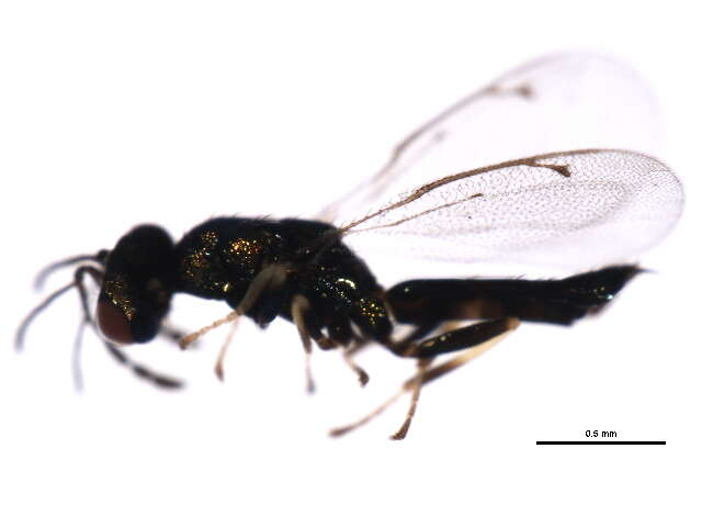 Eulophinae resmi