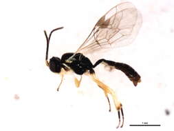 Image of Adelognathus