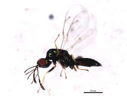 Eulophinae resmi