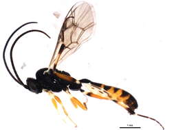 Image of Campoletis horstmanni Jussila 1996