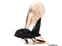 Eulophinae resmi