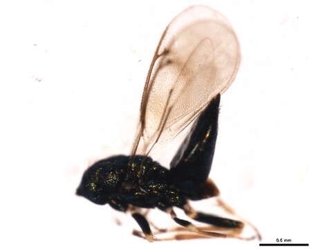 Image of Eulophinae