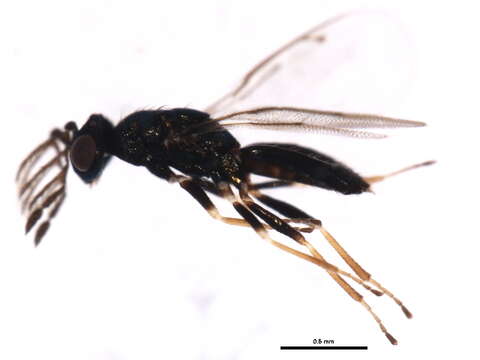 Image of Eulophinae