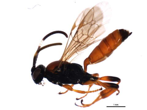 Image of Ichneumon memorator Wesmael 1845