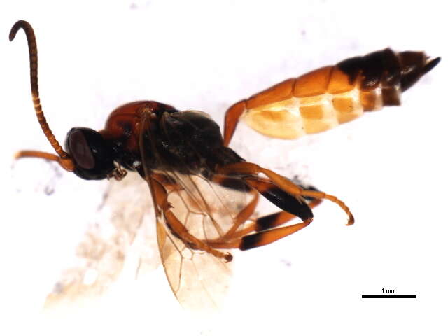 Image of Ichneumon simulans Tischbein 1873