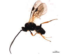 Image of Microplitis