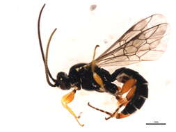 Image of Exochus prosopius Gravenhorst 1829