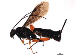 Image of Pimpla sodalis Ruthe 1859