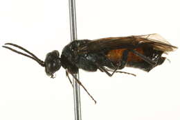 صورة <i>Dolerus yukonensis</i>