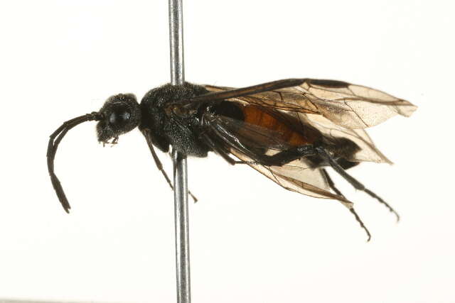 صورة <i>Dolerus yukonensis</i>