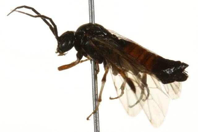 Image of Larch sawfly