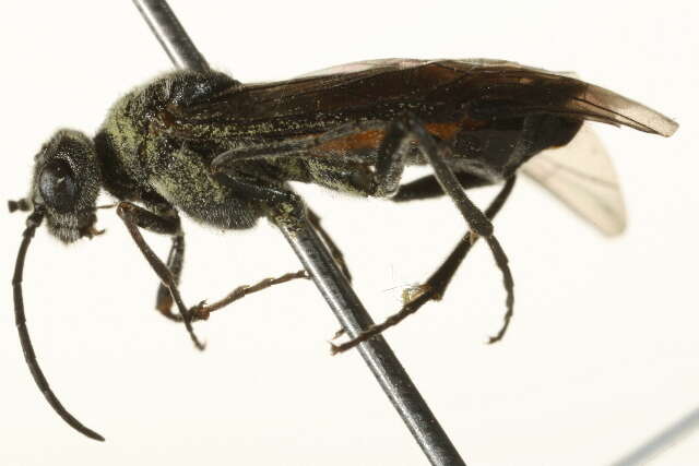 صورة <i>Dolerus yukonensis</i>