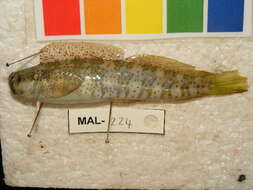 Image of Blenniella