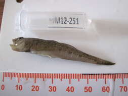 Image of Psammogobius