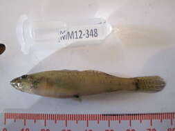 Image of Glossogobius