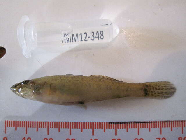 Image of Glossogobius