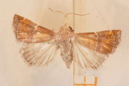 Image of Streptopalpia