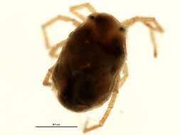 Image of Hygrobatoidea