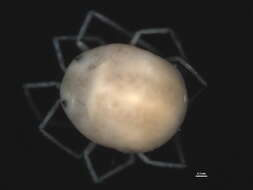 Image of Hydrochoreutinae