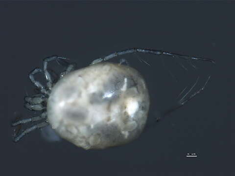 Image of Limnesiidae