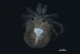 Image of Foreliinae