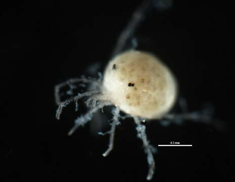 Image of <i>Limnesia</i>