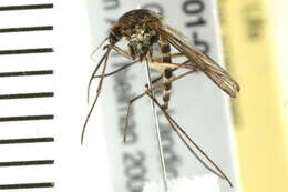 Image of mosquito