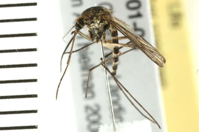 Image of mosquito