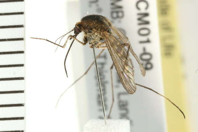 Image of mosquito