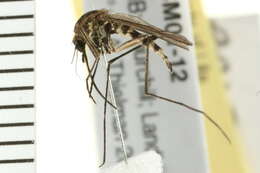 Image of mosquito