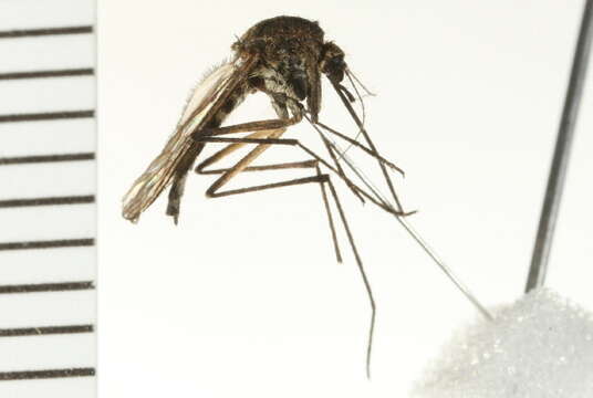 Imagem de Aedes hexodontus Dyar 1916