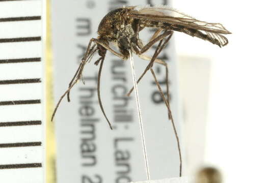 Image of Aedes abserratus (Felt & Young 1904)