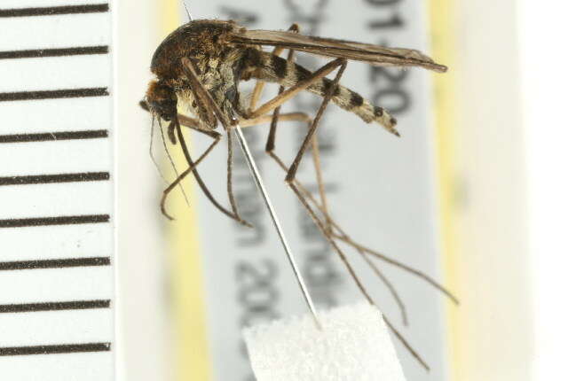 Image of Aedes abserratus (Felt & Young 1904)