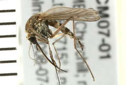 Image of mosquito