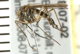 Image of mosquito