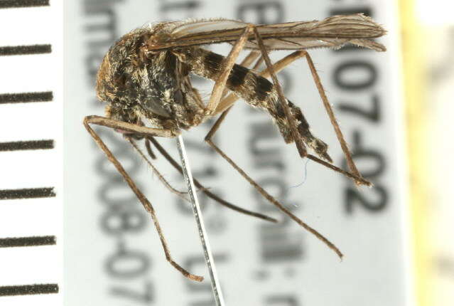 Image de Aedes