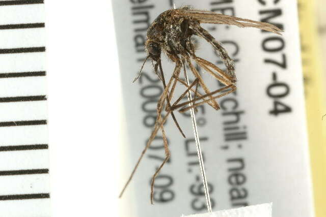 Image of Aedes nigripes (Zetterstedt 1838)