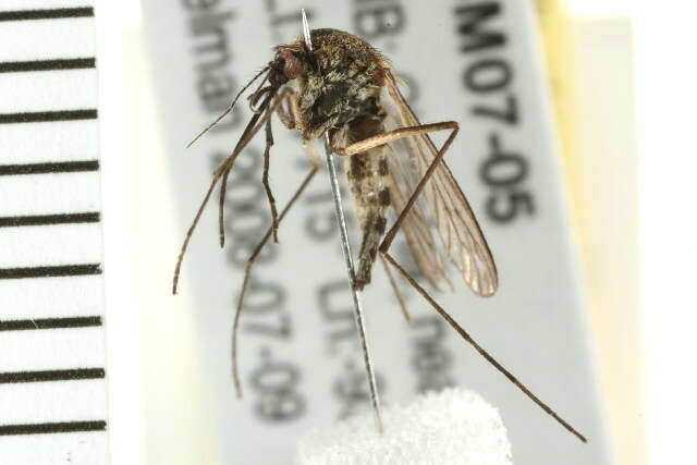 Image of mosquito