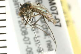 Image of mosquito