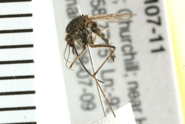 Image of Aedes rempeli Vockeroth 1954