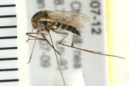 Image of Aedes nigripes (Zetterstedt 1838)