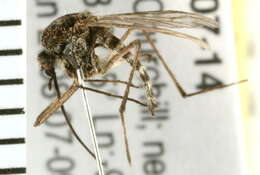 Image of Aedes nigripes (Zetterstedt 1838)