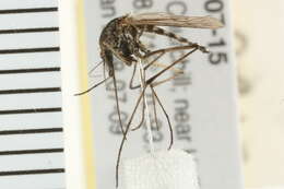 Image of Aedes nigripes (Zetterstedt 1838)