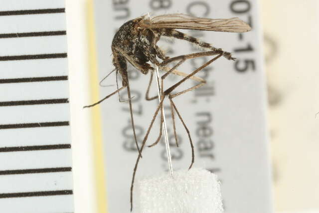 Image of Aedes nigripes (Zetterstedt 1838)